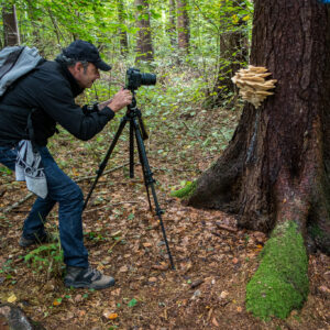 Making of Magischer Wald