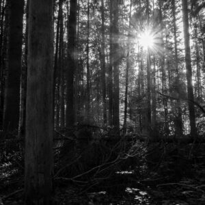 FotoKurs Magischer Wald