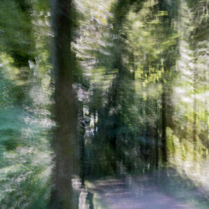 FotoKurs Magischer Wald