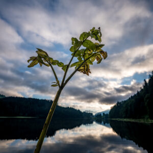 Pflanze im Vordergrund beim Obersee.