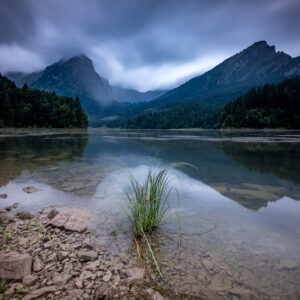 Gräser am Ufer vom Obersee.