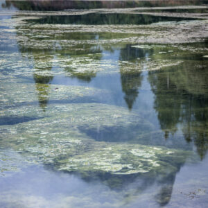 Spiegelung im Wasser mit Algen.