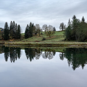 Spiegelung von Bäumen und einer Weide im Wasser vom Obersee.