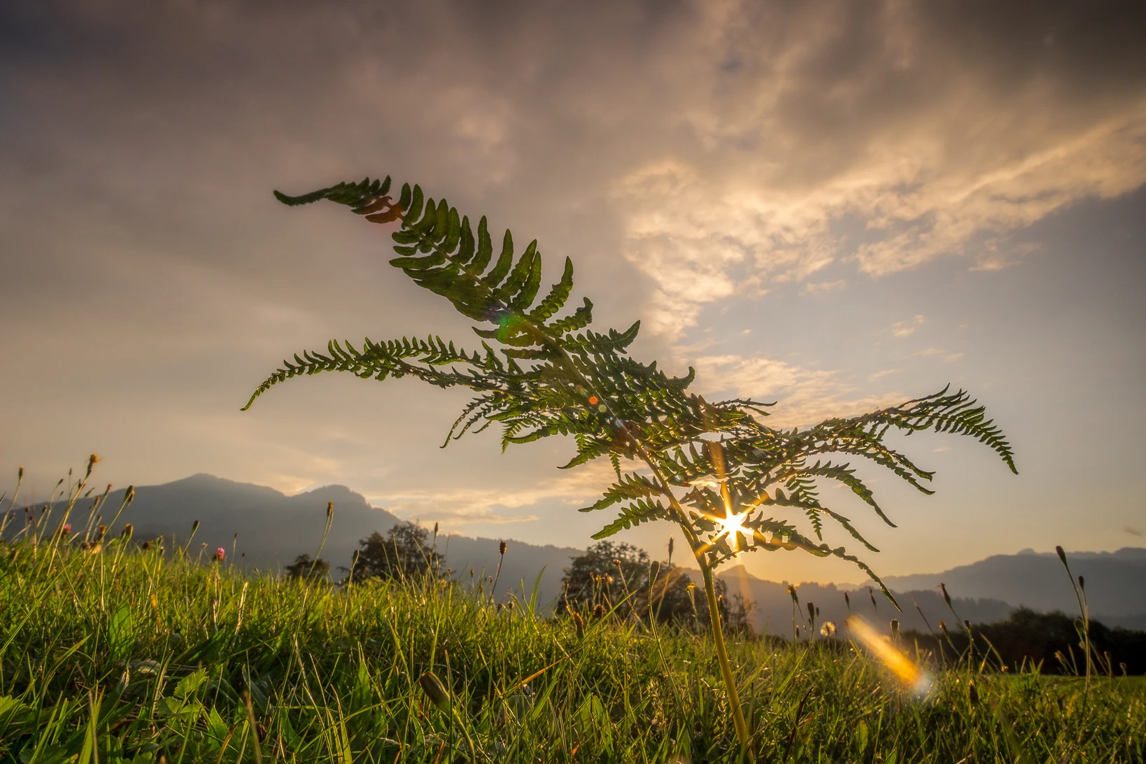 Farnpflanze von unten gegen Abendhimmel fotografiert mit Sonnenstern im Gegenlicht – Bildgestaltung durch Froschperspektive und diagonale Linien der Farnwedel
